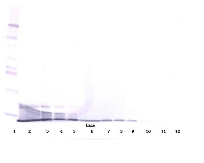 PROK1 Antibody in Western Blot (WB)