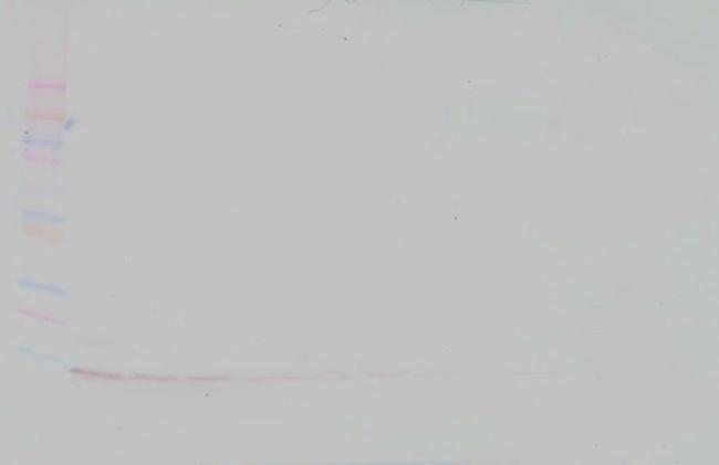 PROK1 Antibody in Western Blot (WB)