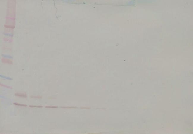 PROK1 Antibody in Western Blot (WB)