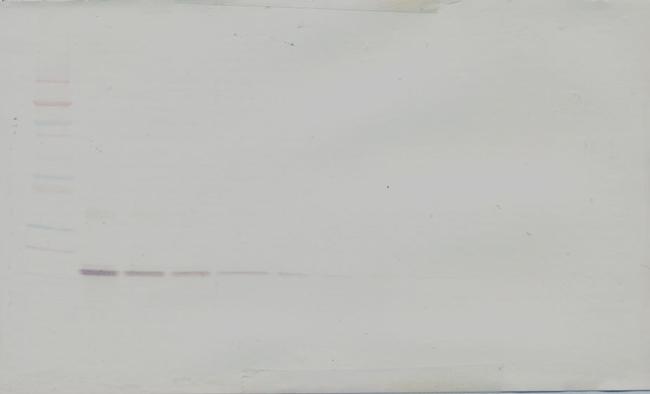 IL-19 Antibody in Western Blot (WB)