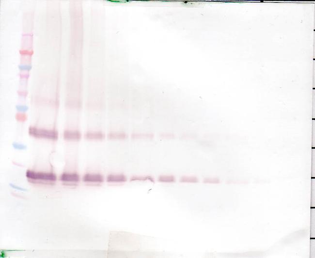 KGF Antibody in Western Blot (WB)