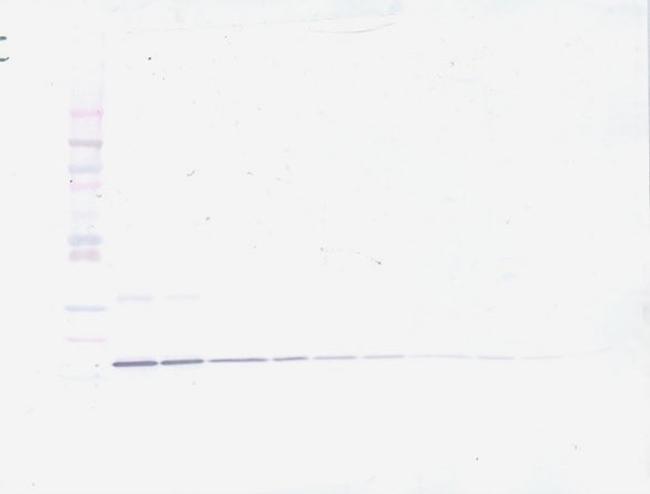 IL-20 Antibody in Western Blot (WB)