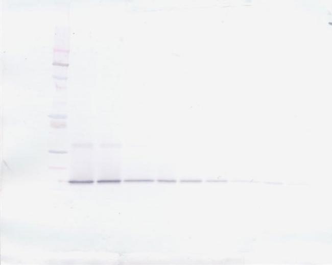 IL-20 Antibody in Western Blot (WB)