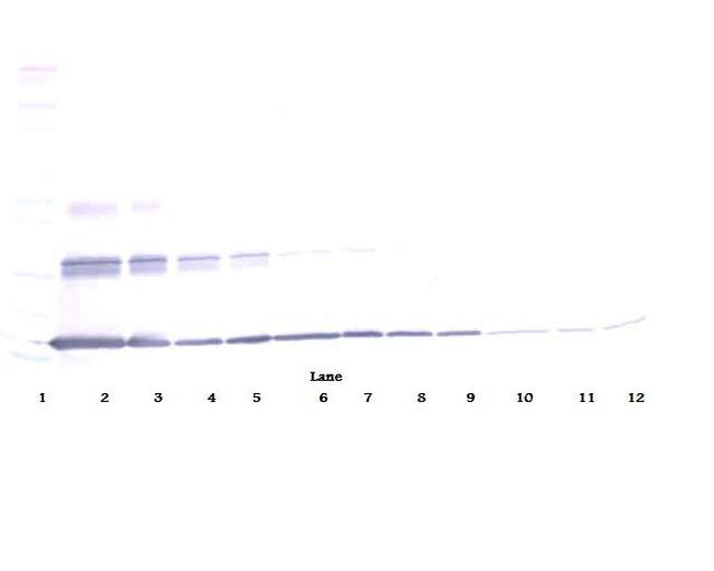 IL-20 Antibody in Western Blot (WB)