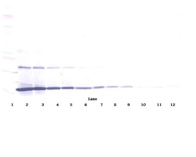 IL-20 Antibody in Western Blot (WB)