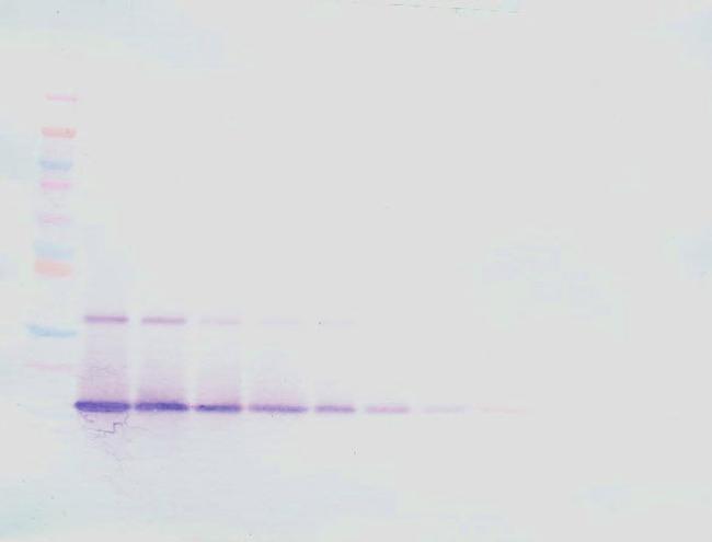 IL-21 Antibody in Western Blot (WB)