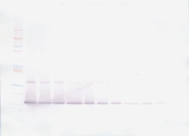 IL-21 Antibody in Western Blot (WB)