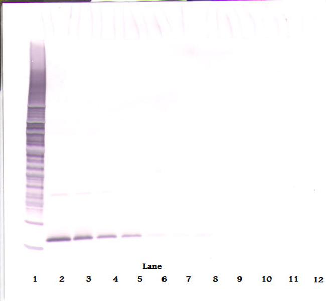 APRIL Antibody in Western Blot (WB)