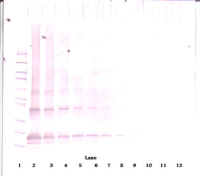 Adipolean (gAcrp30) Antibody in Western Blot (WB)