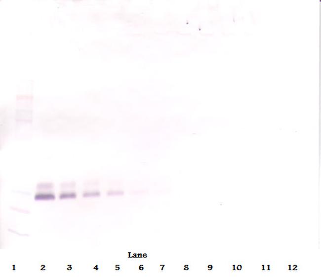 BMP-7 Antibody in Western Blot (WB)