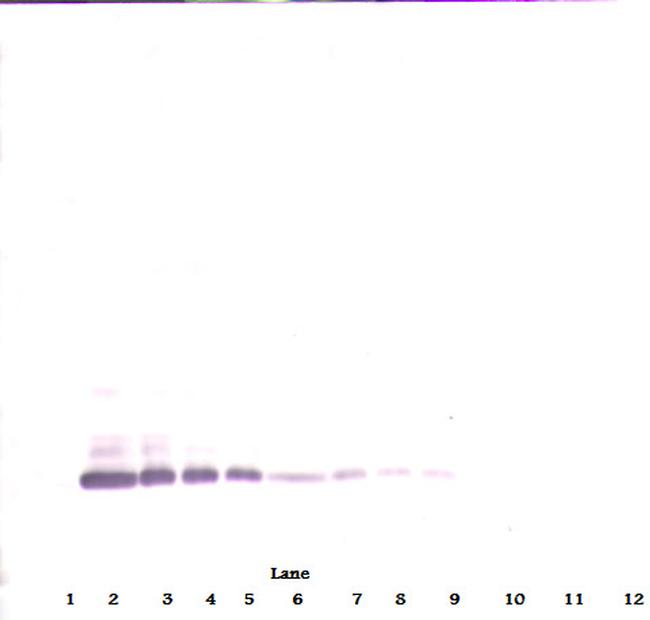 BMP-7 Antibody in Western Blot (WB)