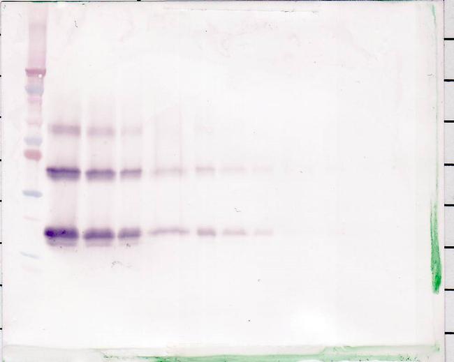 KGF Antibody in Western Blot (WB)