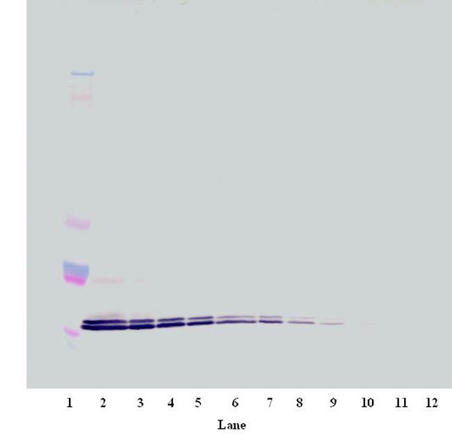 CXCL16 Antibody in Western Blot (WB)