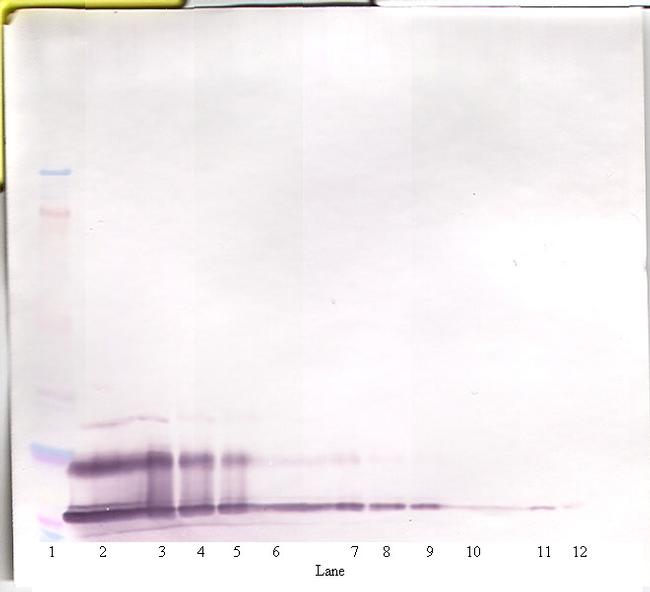 CXCL16 Antibody in Western Blot (WB)