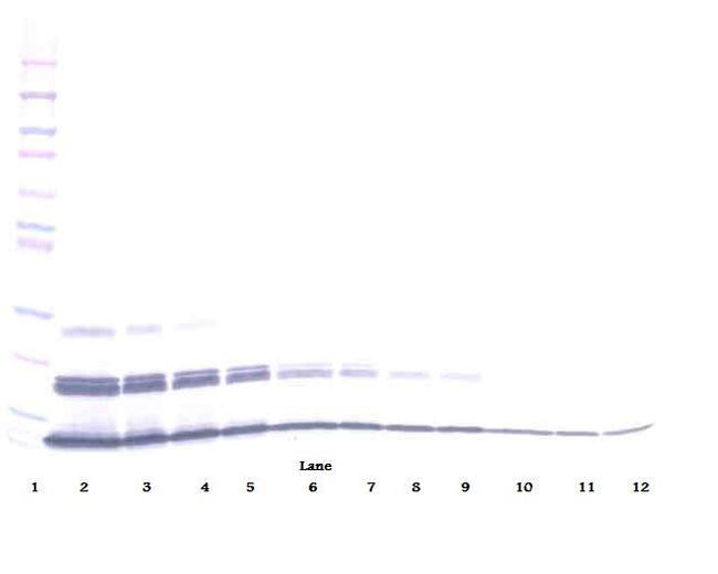 CXCL16 Antibody in Western Blot (WB)