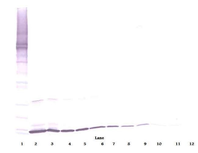 SCF Antibody in Western Blot (WB)