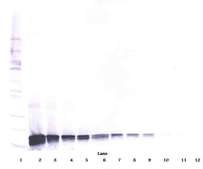 SCF Antibody in Western Blot (WB)