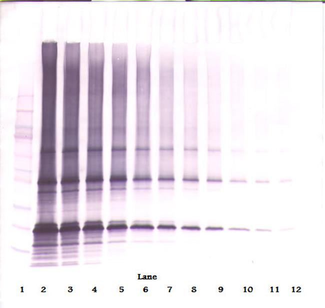 Adipolean variant Antibody in Western Blot (WB)