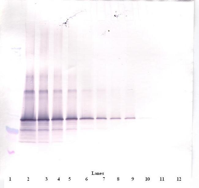 Follistatin Antibody in Western Blot (WB)