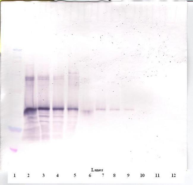 Follistatin Antibody in Western Blot (WB)