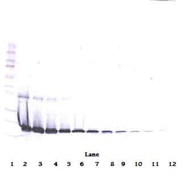 IL1RA Antibody in Western Blot (WB)