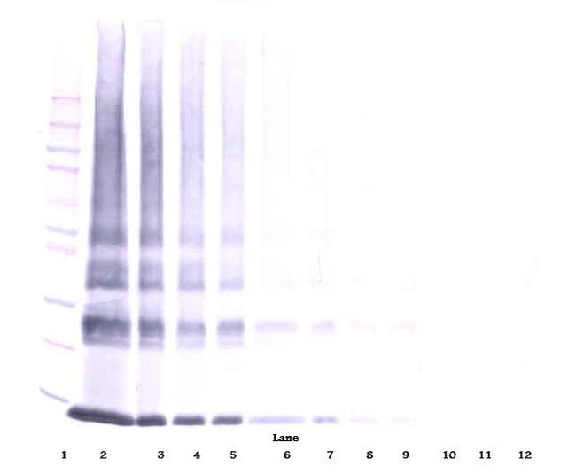 Galectin 1 Antibody in Western Blot (WB)