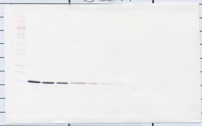 IL-22 Antibody in Western Blot (WB)