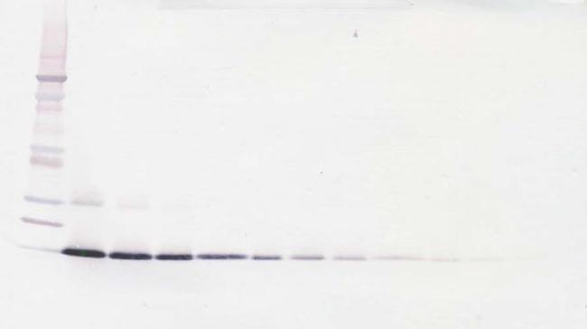 IL-22 Antibody in Western Blot (WB)