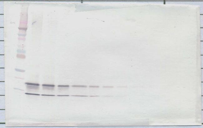 CCL4 Antibody in Western Blot (WB)