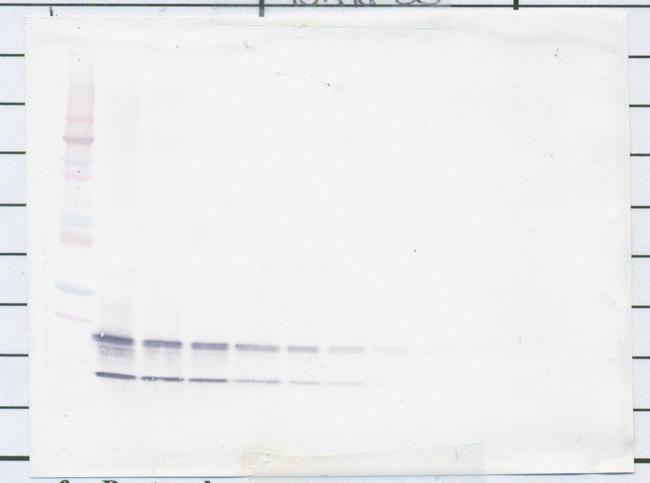 CCL4 Antibody in Western Blot (WB)