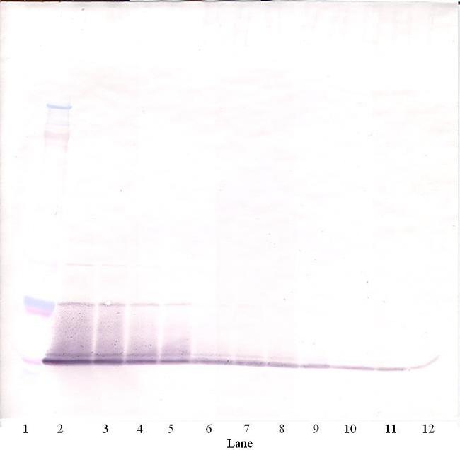 RELM alpha Antibody in Western Blot (WB)