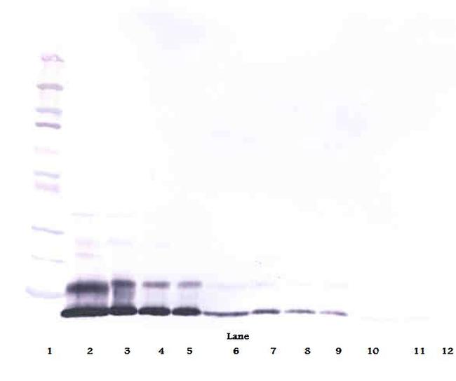 RELM alpha Antibody in Western Blot (WB)