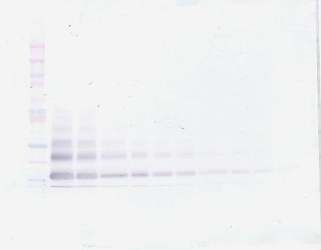 RELM beta Antibody in Western Blot (WB)