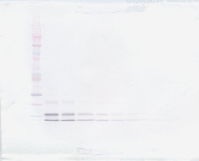 RELM beta Antibody in Western Blot (WB)