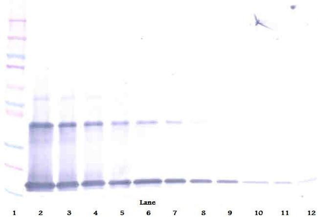 IL-1 alpha Antibody in Western Blot (WB)