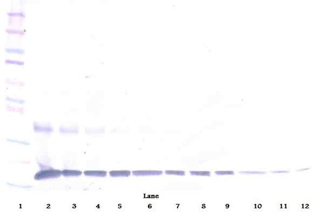 IL-1 alpha Antibody in Western Blot (WB)
