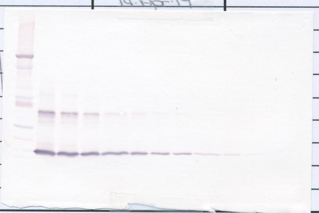 IL-1 alpha Antibody in Western Blot (WB)