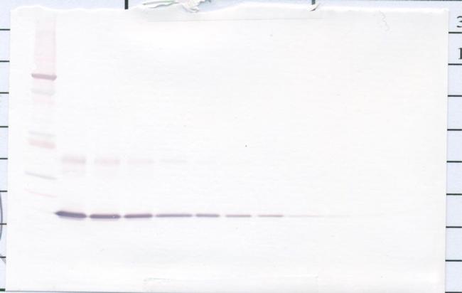 IL-1 alpha Antibody in Western Blot (WB)