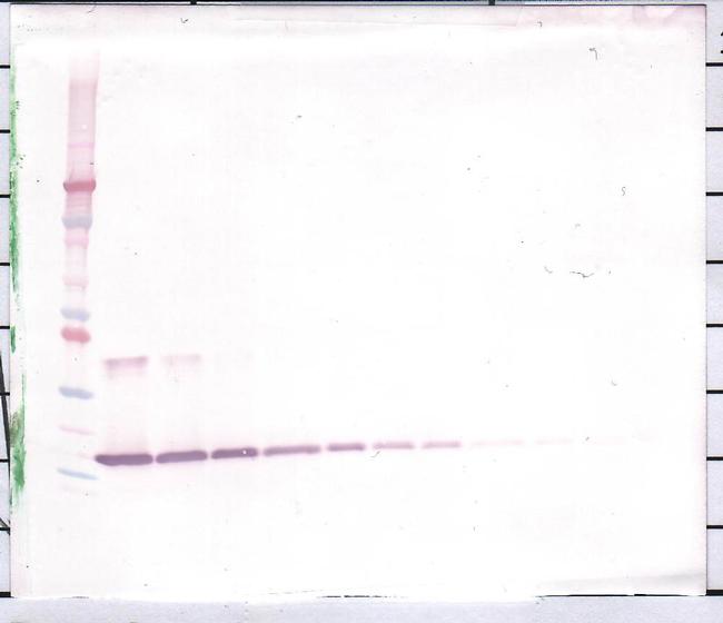 IL-1 beta Antibody in Western Blot (WB)