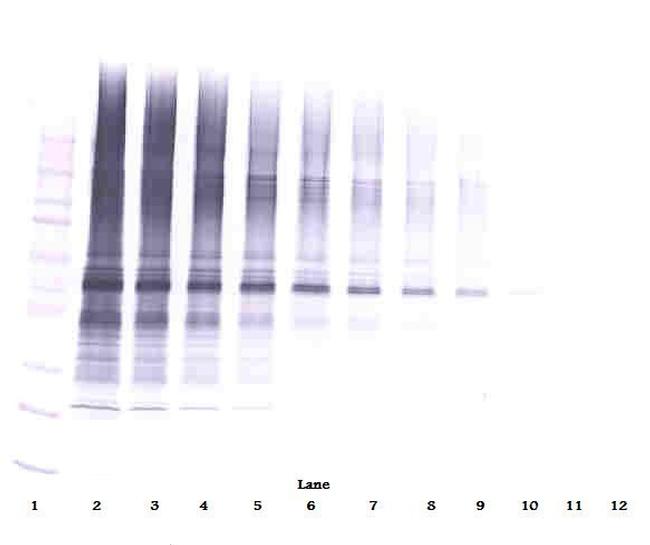 NAMPT Antibody in Western Blot (WB)