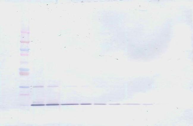 IL-22 Antibody in Western Blot (WB)