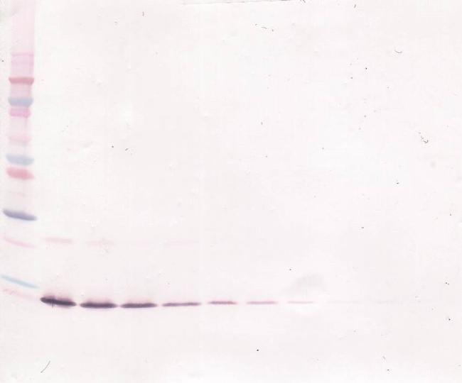 IL-13 Antibody in Western Blot (WB)