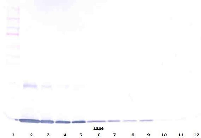 GM-CSF Antibody in Western Blot (WB)