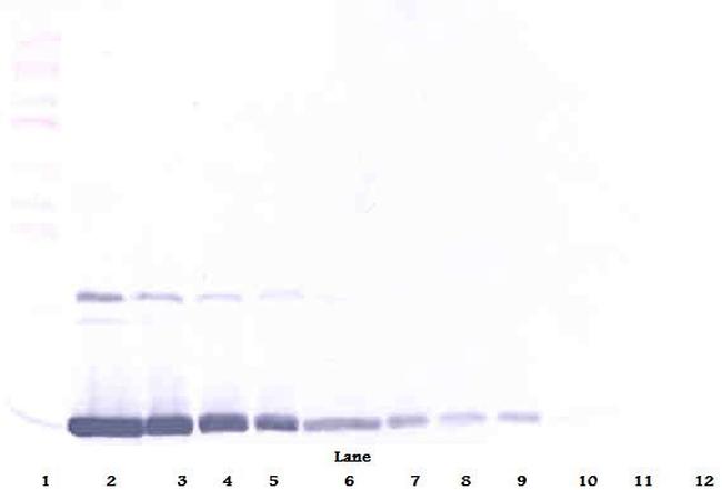 GM-CSF Antibody in Western Blot (WB)