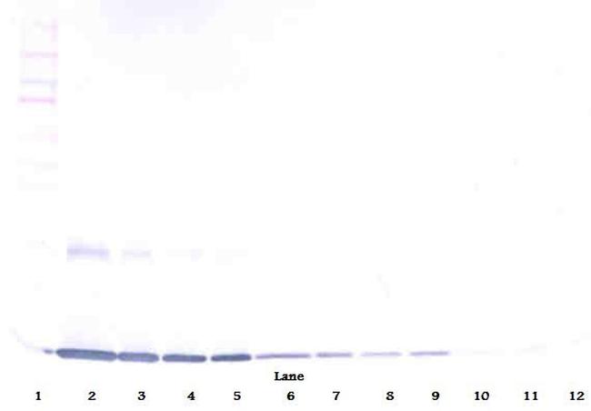 GM-CSF Antibody in Western Blot (WB)