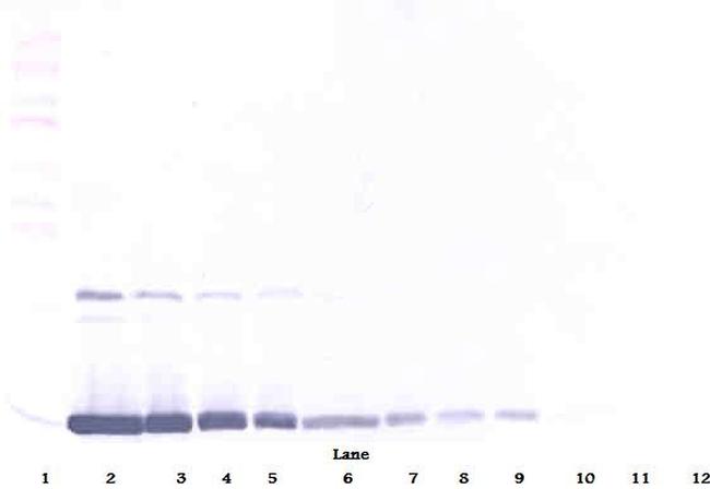 GM-CSF Antibody in Western Blot (WB)