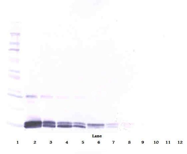 PlGF-1 Antibody in Western Blot (WB)