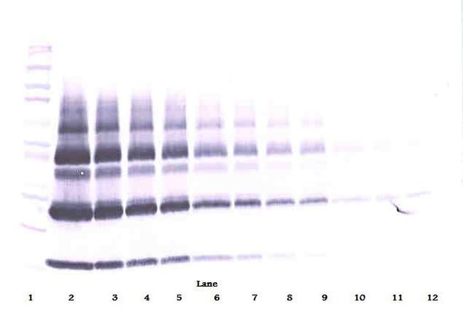 PlGF-1 Antibody in Western Blot (WB)