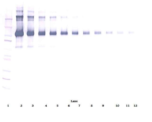 CD22 (soluble) Antibody in Western Blot (WB)