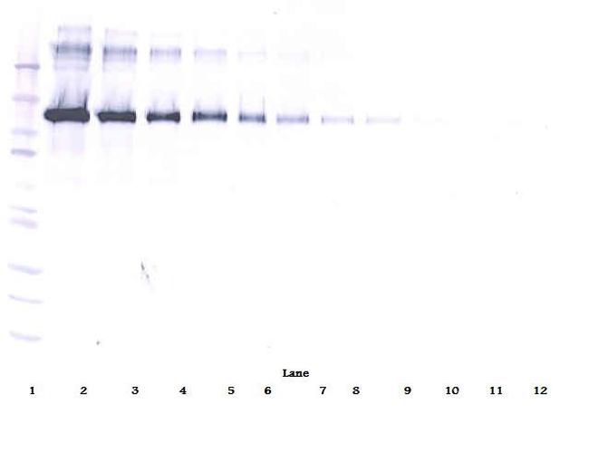 CD22 (soluble) Antibody in Western Blot (WB)